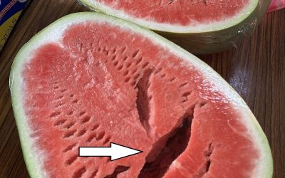 You cut open a watermelon and saw cracks? Stop eating it immediately! Here’s what it means!