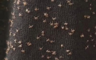 These were all over my pant leg during a walk today — I have no idea how they got there. What are they