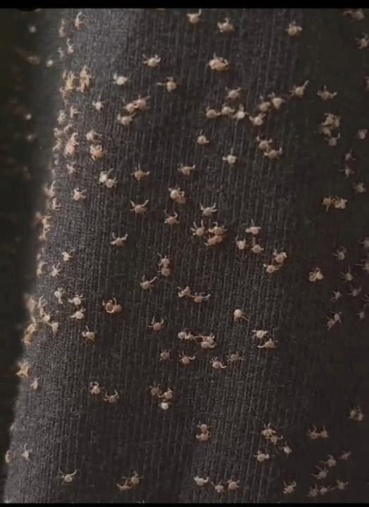 These were all over my pant leg during a walk today — I have no idea how they got there. What are they
