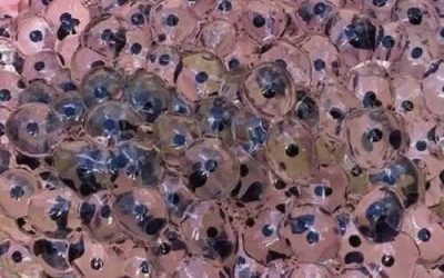 Farmer Finds Strange Eggs in Field — Biologists Identify Rare Tree Frog Species