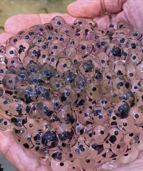 Farmer Finds Strange Eggs in Field — Biologists Identify Rare Tree Frog Species