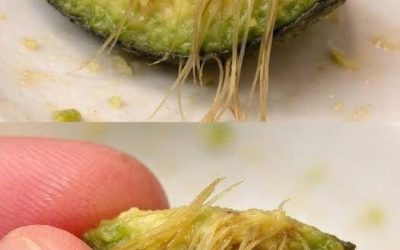 Why Your Avocado Has Those Stringy Fibers — And What They Actually Mean