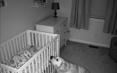When their dog refused to leave the baby’s crib at night, new parents installed a camera to find out why