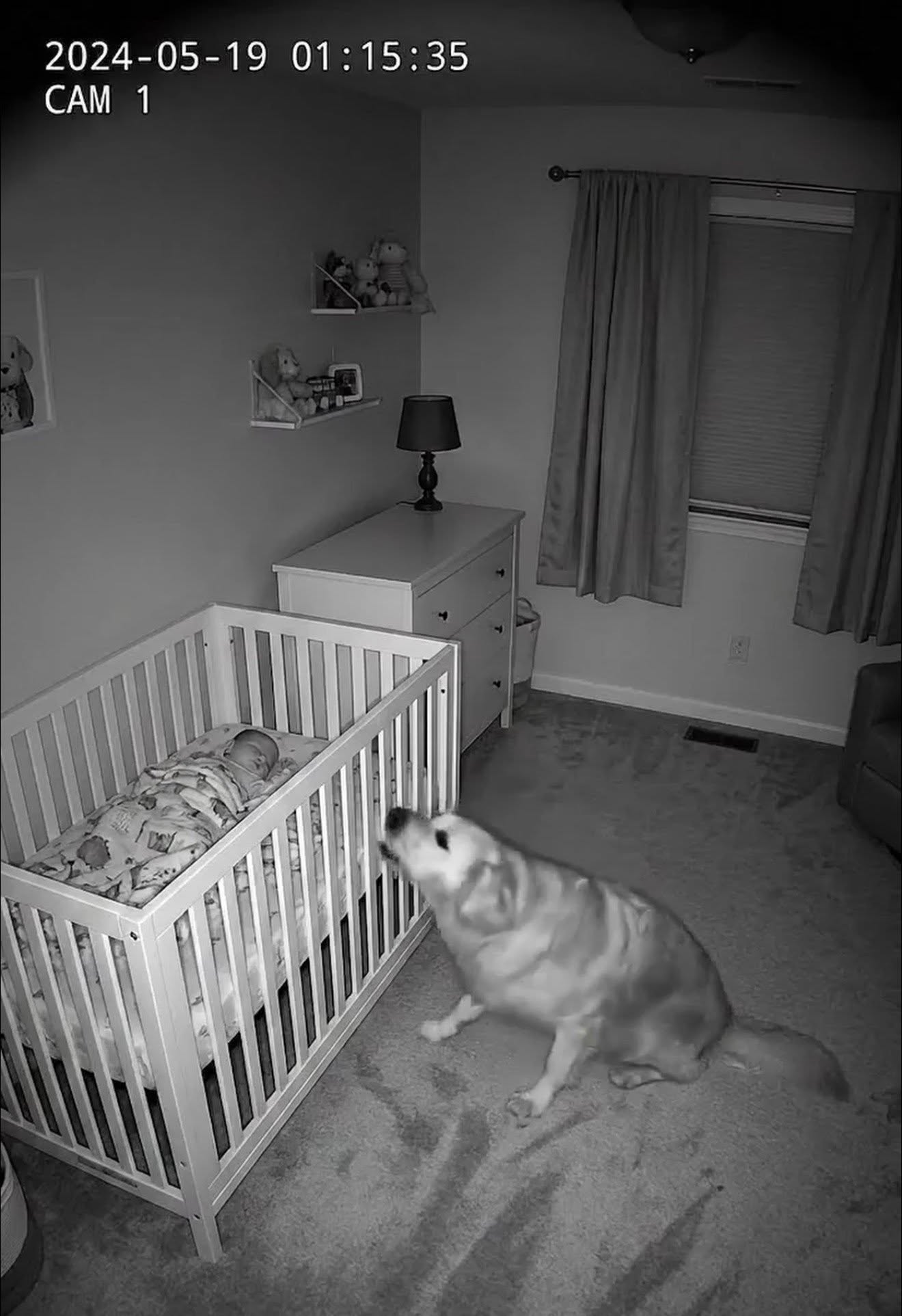 When their dog refused to leave the baby’s crib at night, new parents installed a camera to find out why