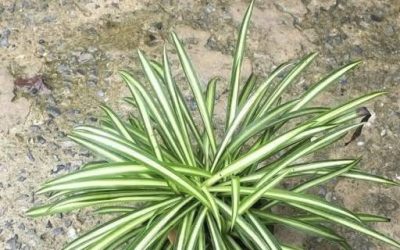 Why You Should Have a Spider Plant at Home (Even If You’ve Killed Every Plant Before)