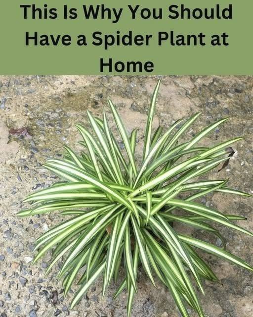Why You Should Have a Spider Plant at Home (Even If You’ve Killed Every Plant Before)