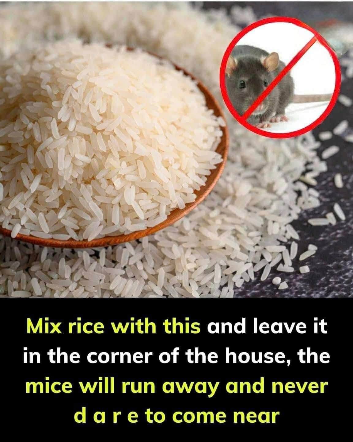 Mix this with a bowl of rice, and mice will quickly disappear from your house