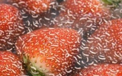 I soaked my berries in salt water and saw these white wiggling things come out. Should I just throw them away?