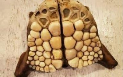 20-Year Mystery Found on a Florida Beach
