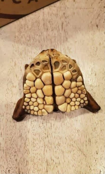 20-Year Mystery Found on a Florida Beach