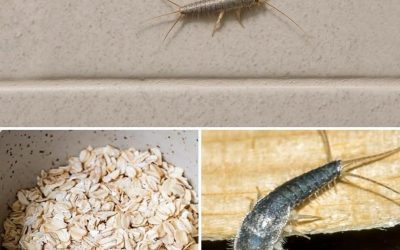 Warning! If you have found this insect (silverfish) in your home, it’s a sign that you need to