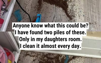 The Mystery Pile in My Daughter’s Room—Solved by the Internet (Spoiler: It Wasn’t Termites!)