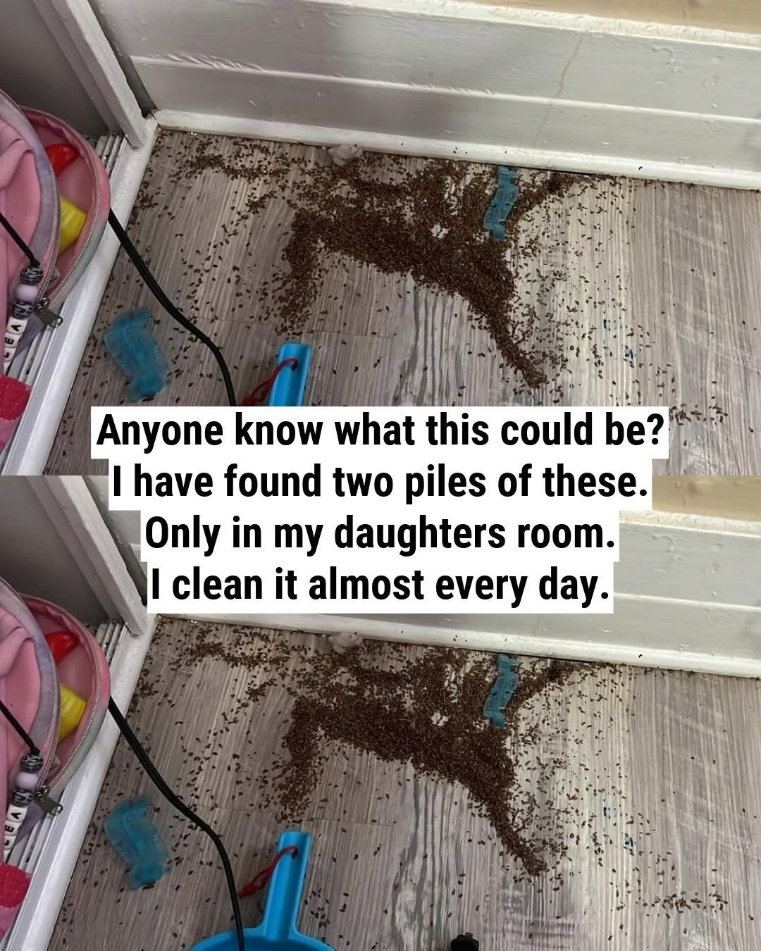 The Mystery Pile in My Daughter’s Room—Solved by the Internet (Spoiler: It Wasn’t Termites!)