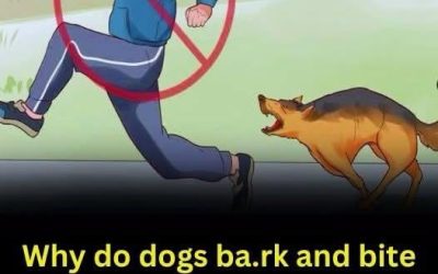 The reason dogs often chase people