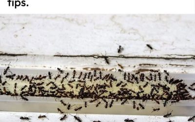 How to Get Rid of Ants in Your House and Yard