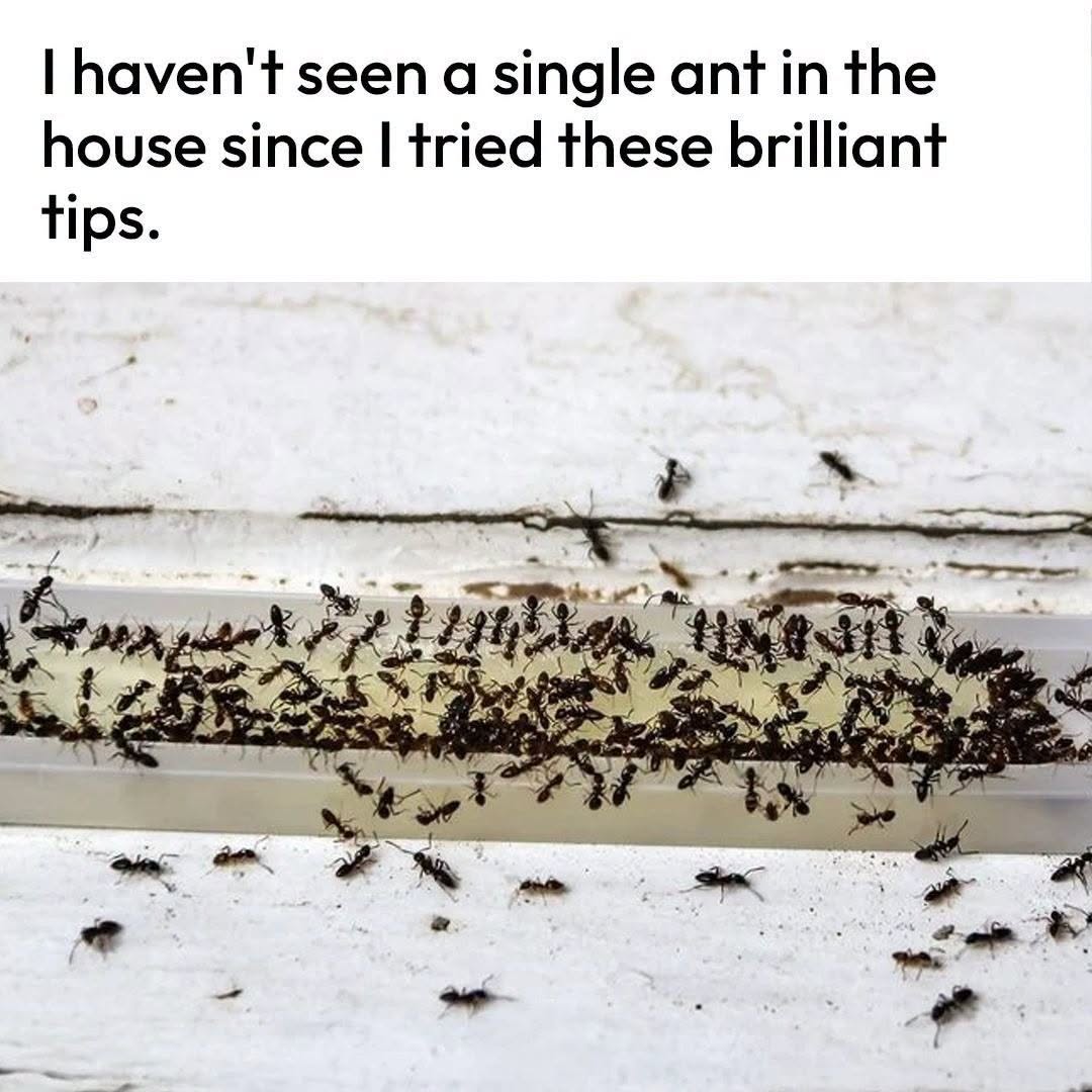 How to Get Rid of Ants in Your House and Yard