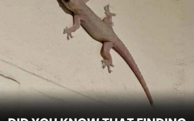 🦎 The Spiritual Meaning of a Lizard Entering Your Home Across Different Cultures