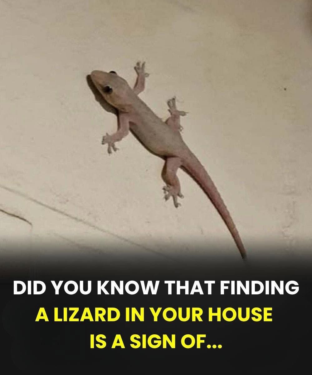 🦎 The Spiritual Meaning of a Lizard Entering Your Home Across Different Cultures