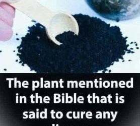 Plant in the Bible Said to Heal All Ailments