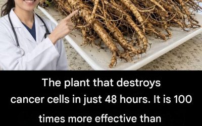 Dandelion root