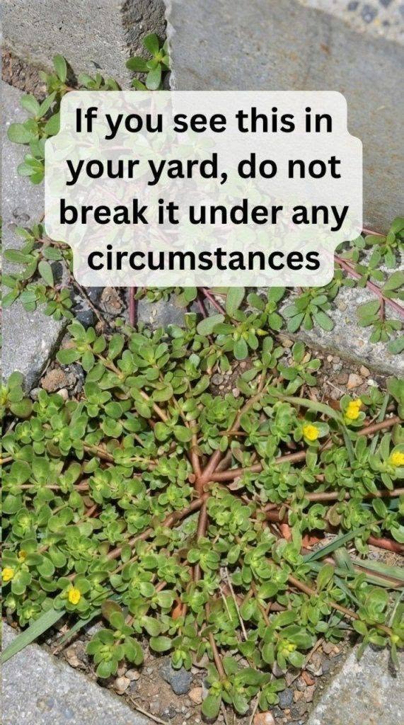 8 Reasons to Leave Purslane Growing — The “Weed” That’s Actually a Superfood!