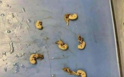 Hidden Seeds Food Warning