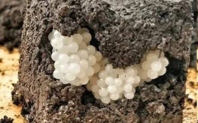 I found something strange in the yard – white, round balls: I was horrified when I realized what it was.