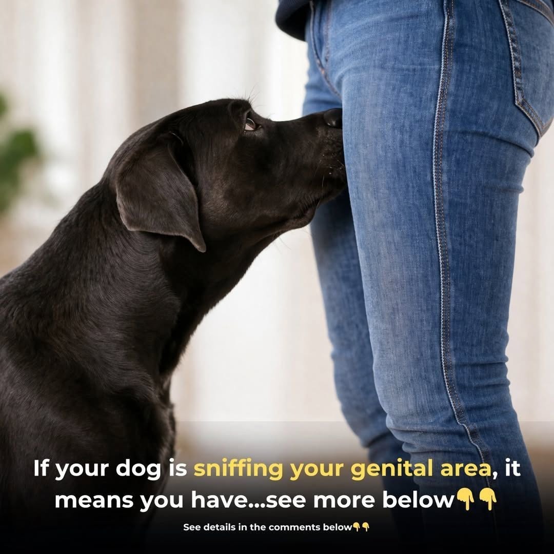 Why Dogs Sniff the Genital Area — What It Really Means