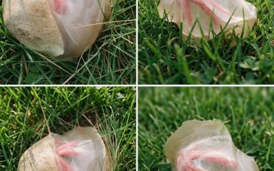 The Strange Discovery in My Garden That Taught Me an Unexpected Lesson