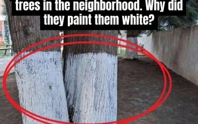Why Are Some Trees Painted White?