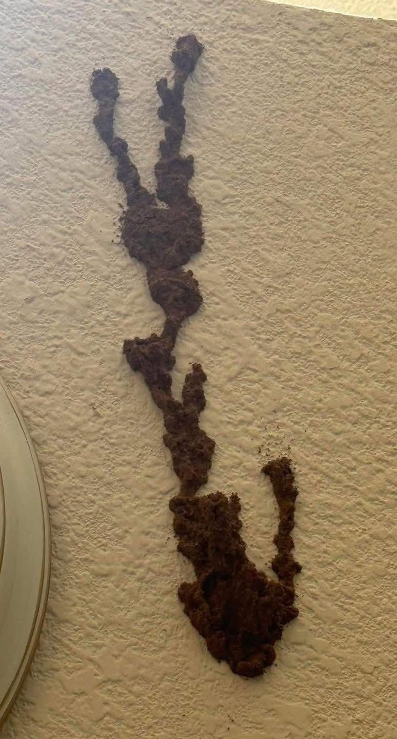 Thousands of Dollars in Damage Hiding Behind This Innocent-Looking Wall