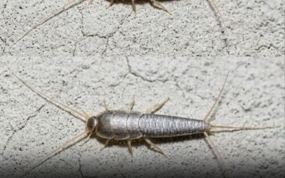 Silverfish: if This Animal Comes to Your Home…