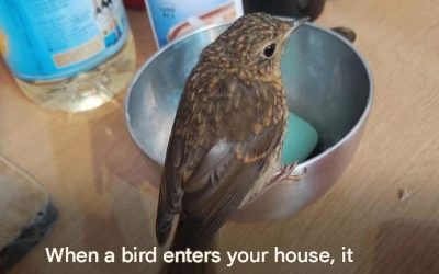 If a bird enters your house, beware of what might happen…See more