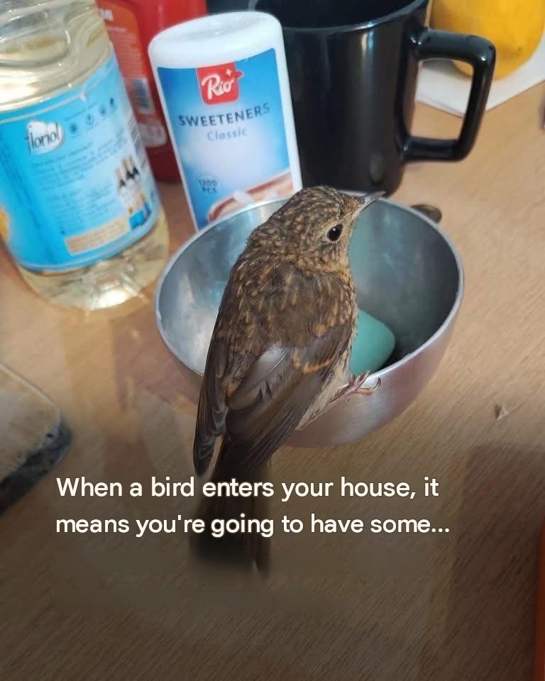If a bird enters your house, beware of what might happen…See more
