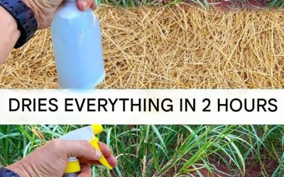 Best Homemade Herbicide: A Simple Non-Toxic Solution for Unwanted Weeds