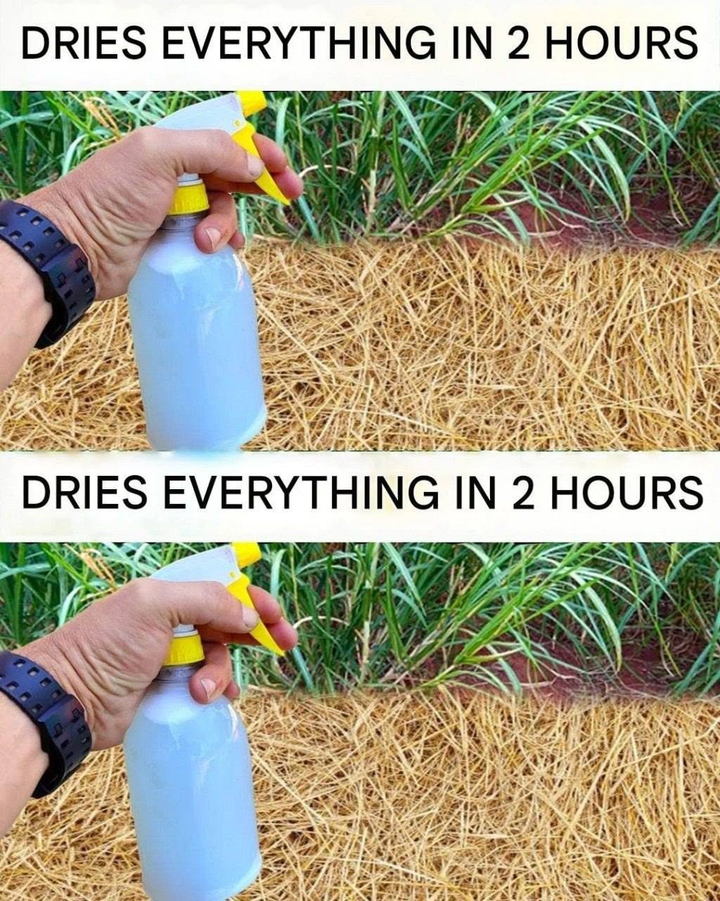 Best Homemade Herbicide: A Simple Non-Toxic Solution for Unwanted Weeds