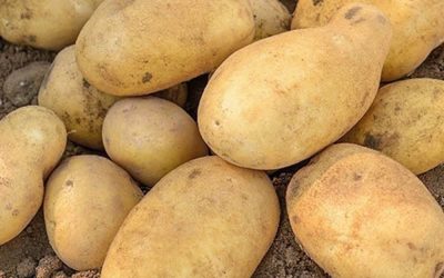 Doctors Reveal That Eating Potatoes Causes… Remarkable Health Benefits (When You Prepare Them Correctly)