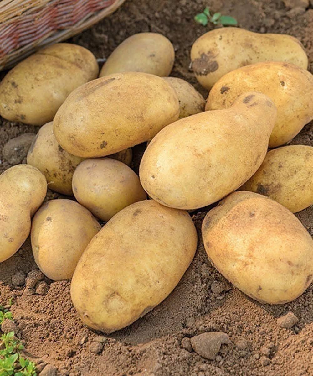 Doctors Reveal That Eating Potatoes Causes… Remarkable Health Benefits (When You Prepare Them Correctly)