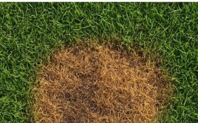 Can Baking Soda Fix Dog Urine Spots on Your Lawn? Here’s What Actually Works