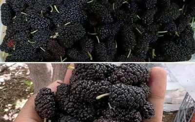 Have you ever tasted it? Do you know what it’s called?