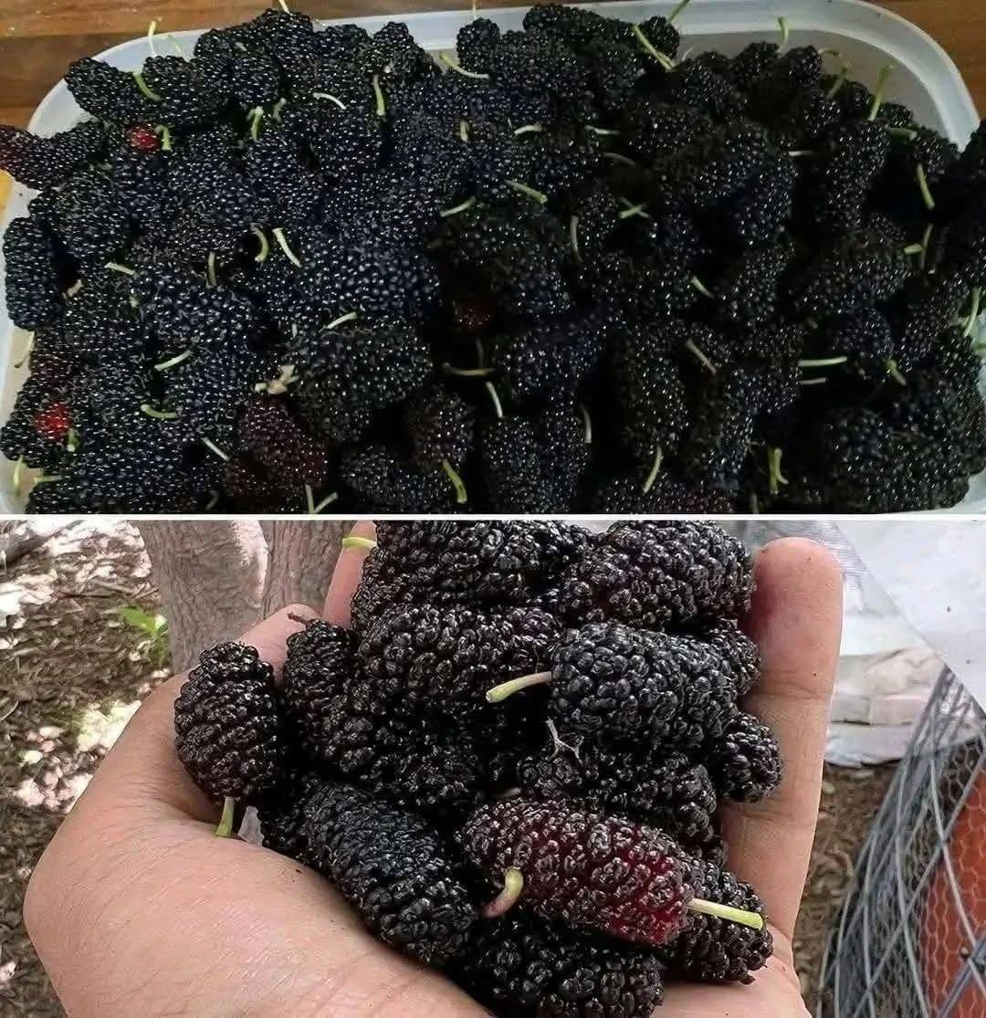 Have you ever tasted it? Do you know what it’s called?