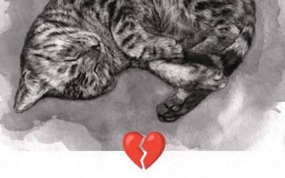 11 signs your cat is dying