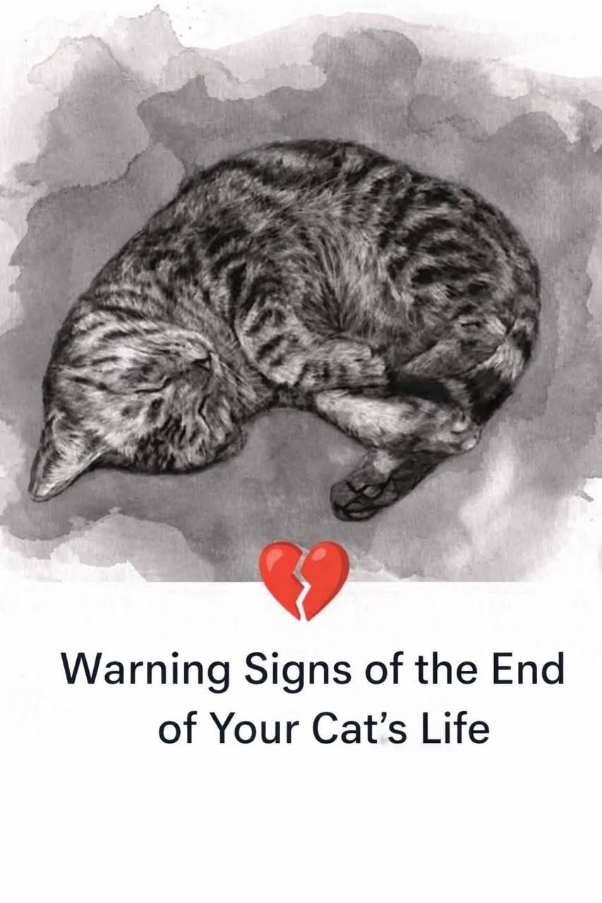 11 signs your cat is dying