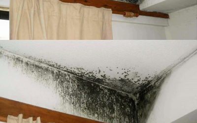 Say Goodbye to Mold: My Ultimate Solution