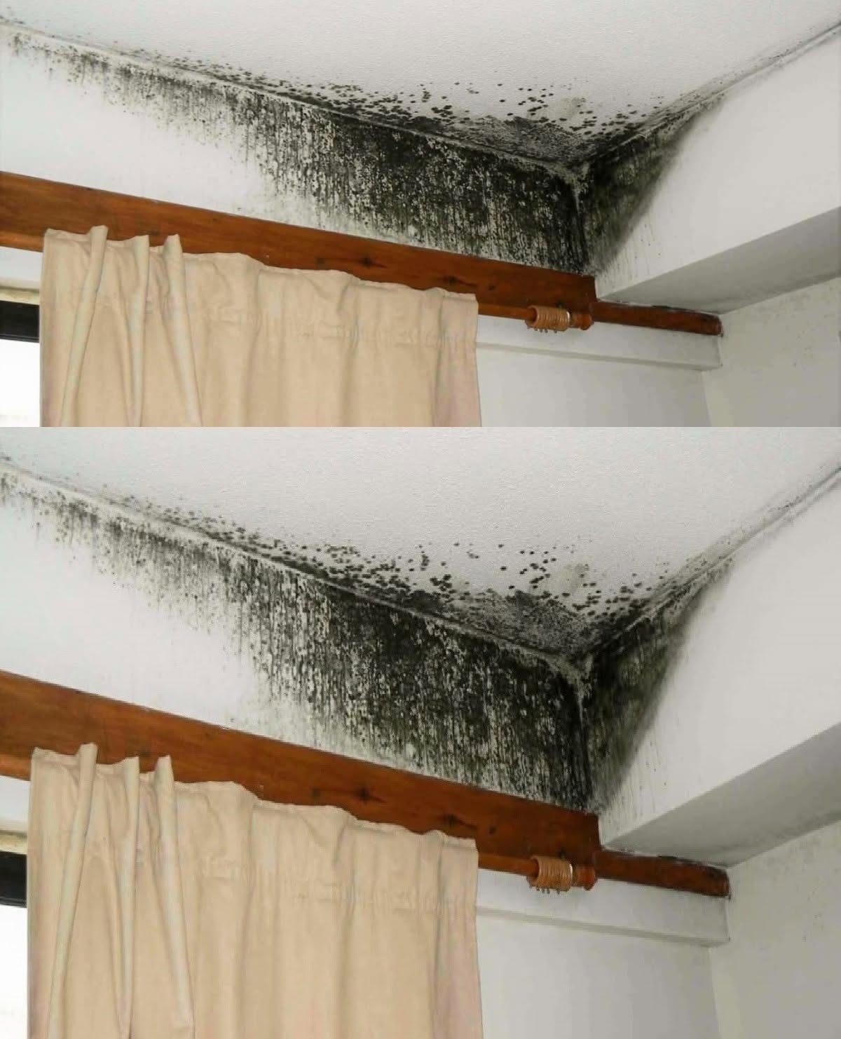 Say Goodbye to Mold: My Ultimate Solution