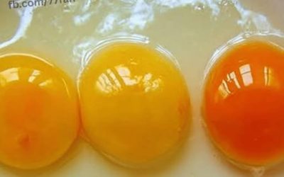 The Egg Yolk That Stopped Me in My Tracks