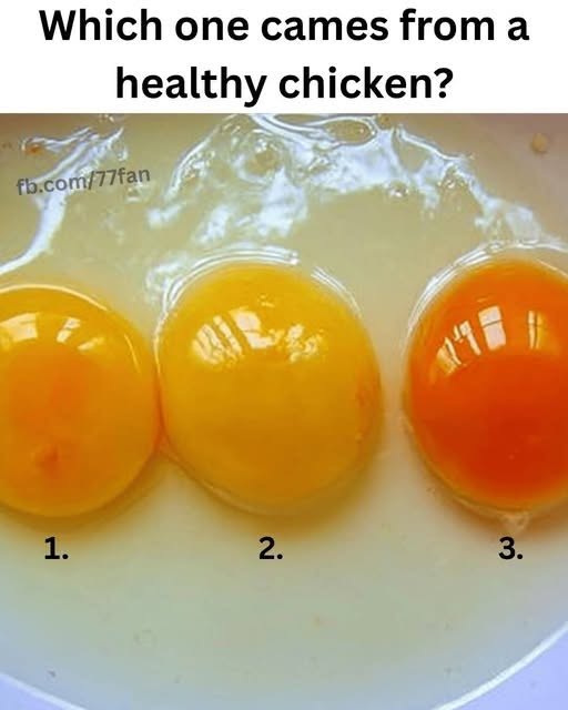 The Egg Yolk That Stopped Me in My Tracks