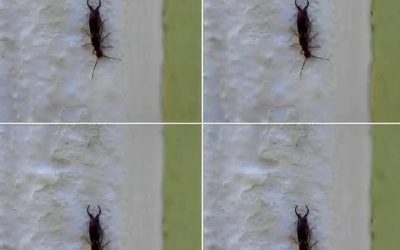 Warning! If you have found this insect in your home, it’s a sign that you need to