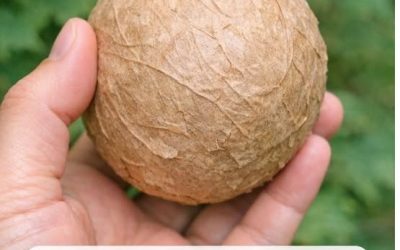 Discovered this large, papery ball under the trees in my yard. It’s light as a feather and completely hollow inside. Is it an egg?