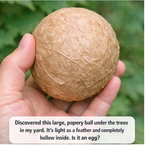 Discovered this large, papery ball under the trees in my yard. It’s light as a feather and completely hollow inside. Is it an egg?